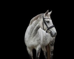 dressage horse Felina 146 (unknown, 2009)