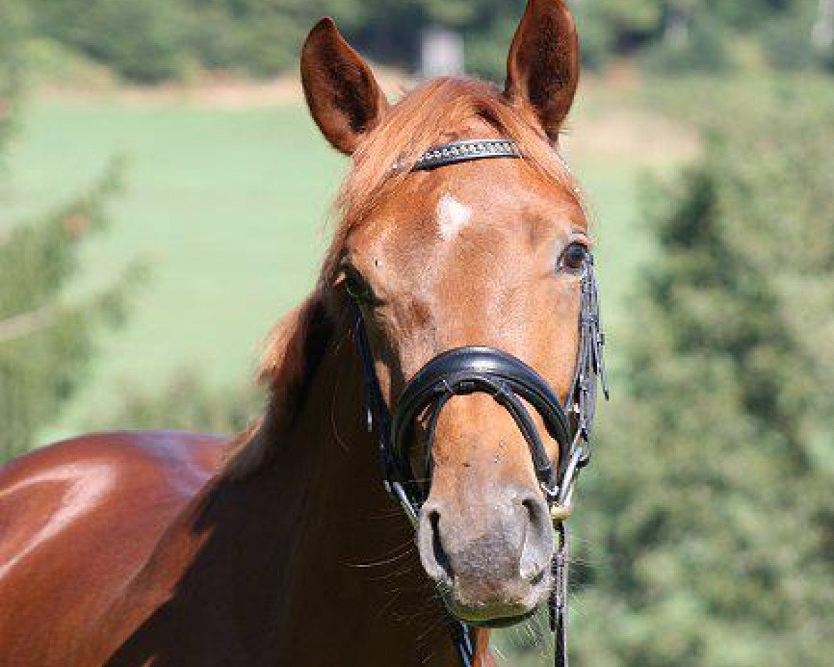 broodmare Fräulein Piccolo E (Westphalian, 2009, from Fürst Piccolo)