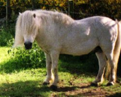 Deckhengst Kirkbride Guardian (Shetland Pony, 1965, von Kirkbride Alcohol)