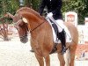 Dressurpferd Dario Gold (Deutsches Reitpony, 1997, von Dornik B)