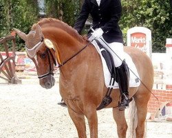 dressage horse Dario Gold (German Riding Pony, 1997, from Dornik B)