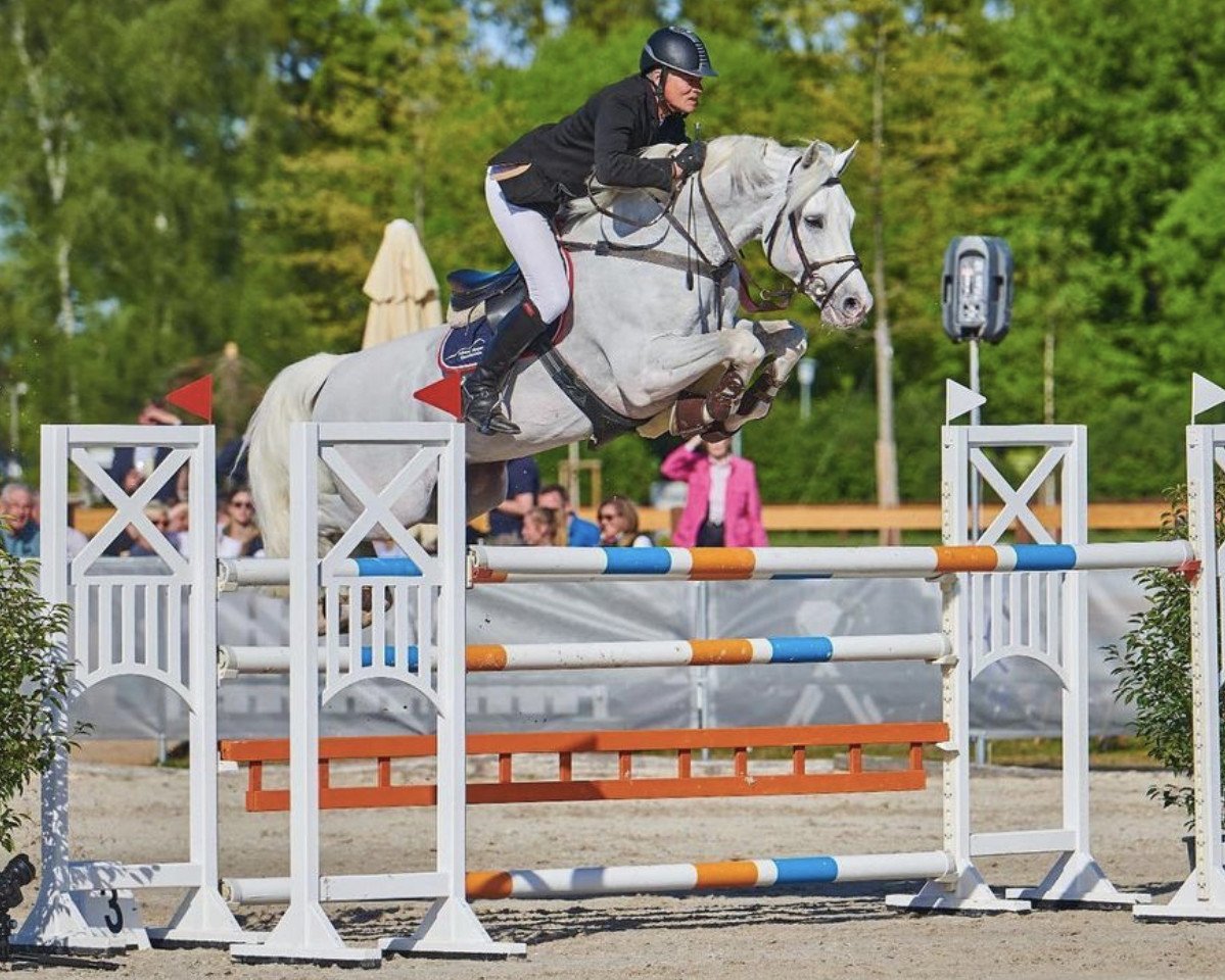 Deckhengst Come And Fly (Oldenburger Springpferd, 2011, von Cornet Obolensky)