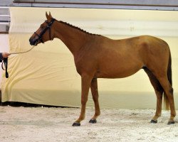 Pferd Heavenly de Boucau (Selle Français, 2017, von Kapitol d'Argonne)