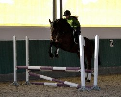 dressage horse Lucky-Go (Oldenburg, 2002, from Lucky Ghost)