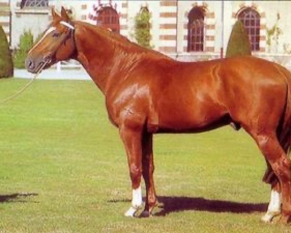 stallion Etna Paluelle (Selle Français, 1992, from Rosire)