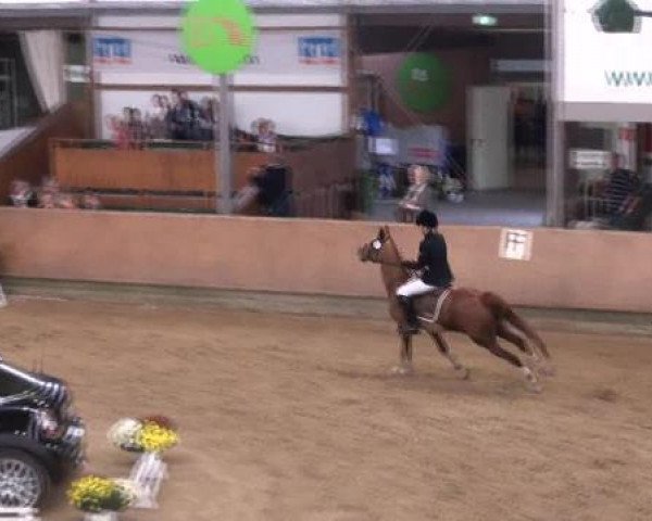jumper Gina-Latoya (German Riding Pony, 2002, from FS Golden Highlight)