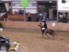 Springpferd Gina-Latoya (Deutsches Reitpony, 2002, von FS Golden Highlight)