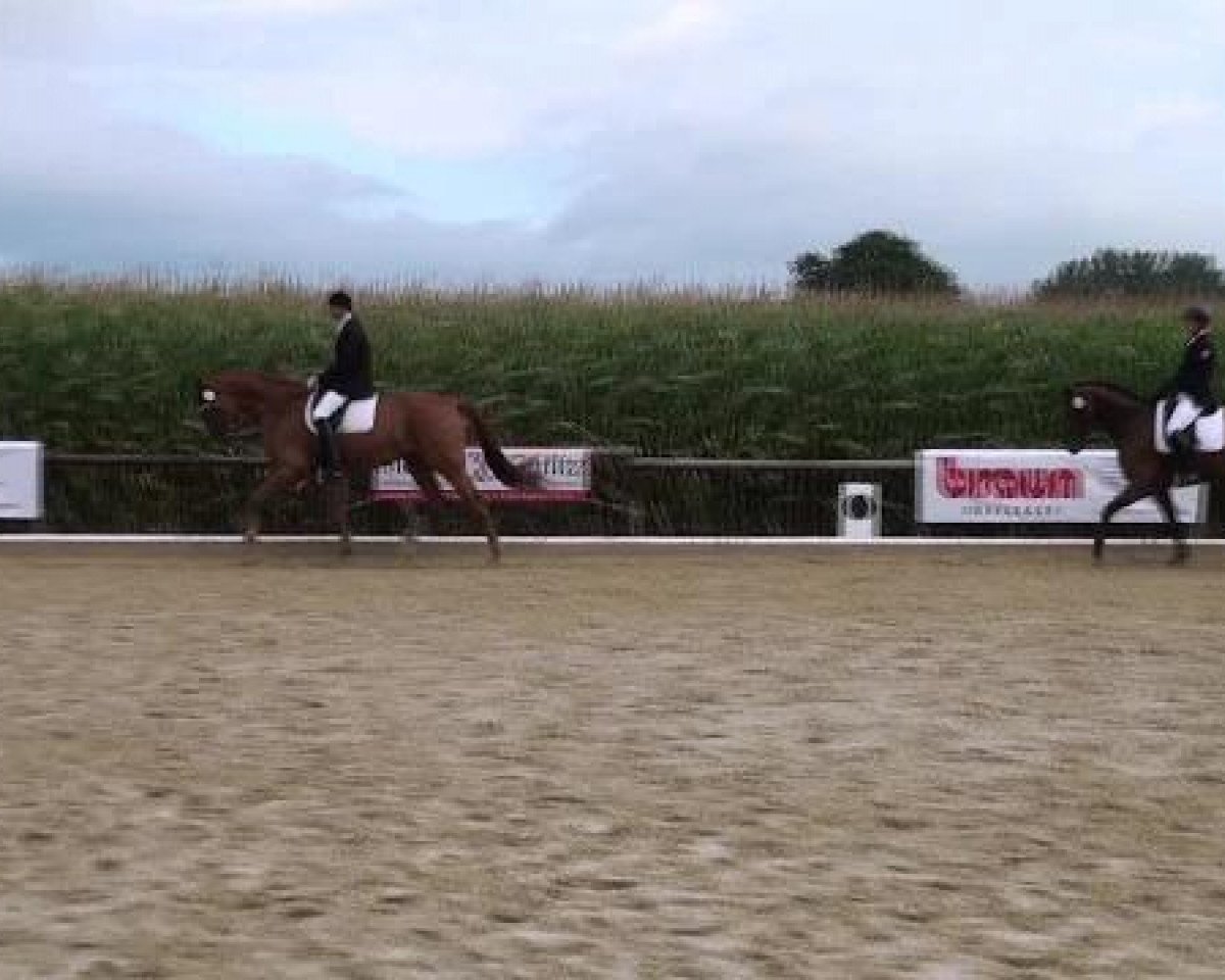 jumper Rochee C (Westphalian, 2008, from Blue Hors Romanov)