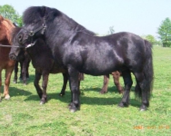 Deckhengst Incus (Shetland Pony, 1991, von Igor)