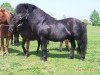 Deckhengst Incus (Shetland Pony, 1991, von Igor)