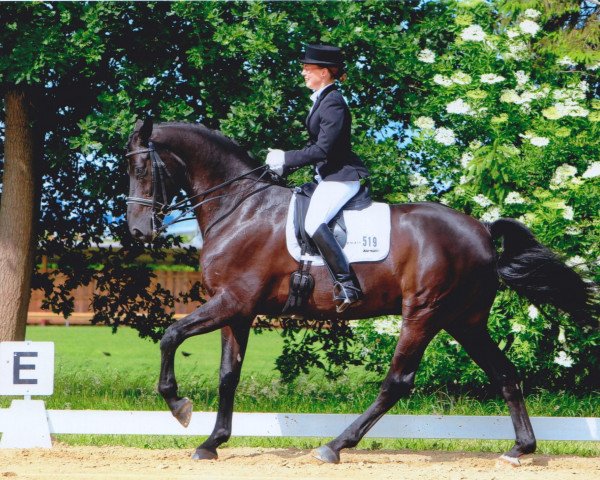 dressage horse Lauderdale (Rhinelander, 2005, from Lord Loxley I)
