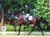 dressage horse Lauderdale (Rhinelander, 2005, from Lord Loxley I)