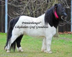 horse Likedeelers Graf Grandioso (Shetland Pony, 2007, from Likedeelers Galileo)