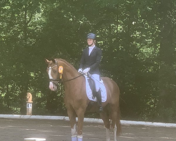 dressage horse Zoom's Colorful Son Jtc (Hanoverian, 2018, from Zoom)
