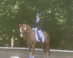 dressage horse Zoom's Colorful Son Jtc (Hanoverian, 2018, from Zoom 8)