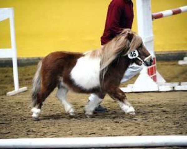 stallion Arcus (Ruby) (Shetland pony (under 87 cm), 2008, from Rialto)