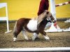 stallion Arcus (Ruby) (Shetland pony (under 87 cm), 2008, from Rialto)