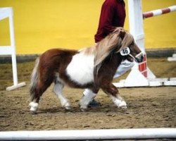 Deckhengst Arcus (Ruby) (Shetland Pony (unter 87 cm), 2008, von Rialto)