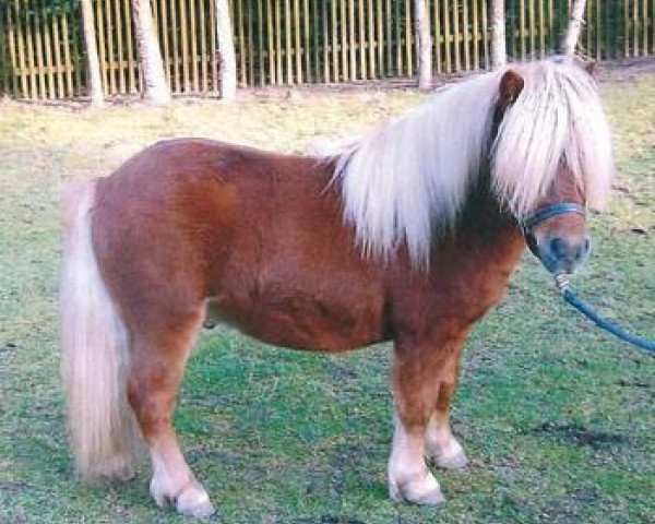 Deckhengst Pharlap van de Bekkenkamp (Shetland Pony, 2007, von Prins van de Bekkenkamp)