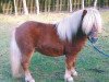 stallion Pharlap van de Bekkenkamp (Shetland Pony, 2007, from Prins van de Bekkenkamp)