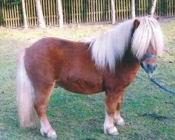 stallion Pharlap van de Bekkenkamp (Shetland Pony, 2007, from Prins van de Bekkenkamp)