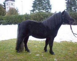 jumper Index (Shetland Pony, 2008, from Ian Mc Fa)