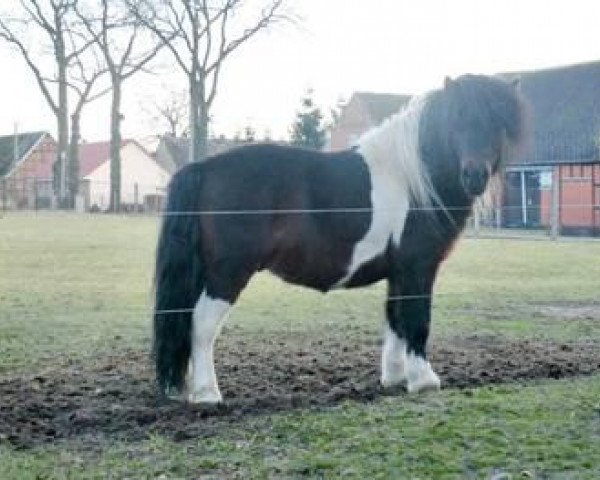 stallion Nick (Shetland Pony, 2008, from Nesch of Baltic Sea)