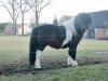 stallion Nick (Shetland Pony, 2008, from Nesch of Baltic Sea)