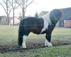 Deckhengst Nick (Shetland Pony, 2008, von Nesch of Baltic Sea)