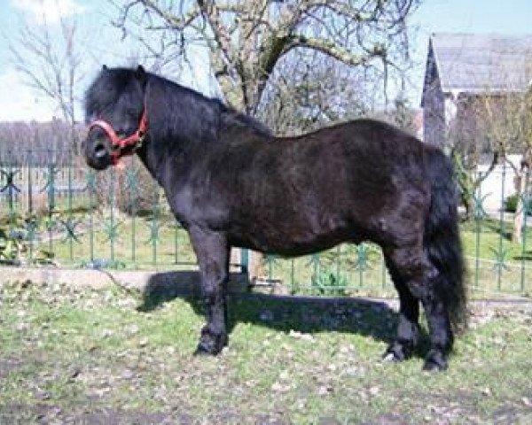 stallion Karneval (Shetland Pony, 1986, from Karlchen)