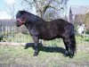 stallion Karneval (Shetland Pony, 1986, from Karlchen)