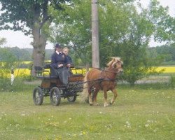 stallion Winnipeg (Shetland Pony, 2007, from Winnetou)