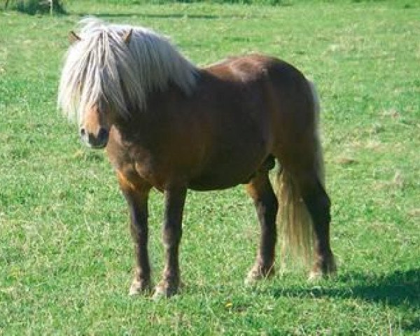 Deckhengst Kanuri (Shetland Pony, 1998, von Kastor)