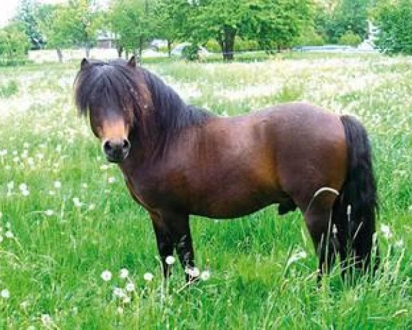 stallion Kalif (Shetland Pony, 1997, from Kastor)