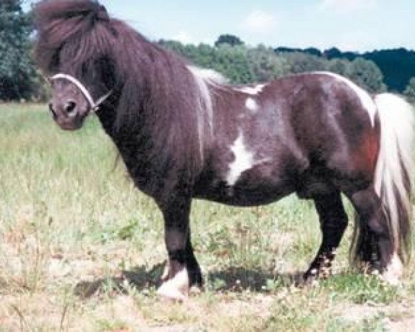 Deckhengst Rialto (Shetland Pony (unter 87 cm), 1984, von Romany Victory)