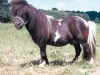 Deckhengst Rialto (Shetland Pony (unter 87 cm), 1984, von Romany Victory)