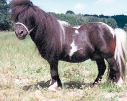 stallion Rialto (Shetland pony (under 87 cm), 1984, from Romany Victory)