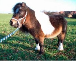 stallion Garde van de Capriolen (Shetland pony (under 87 cm), 1989, from Garpy Du Mury-Marais)