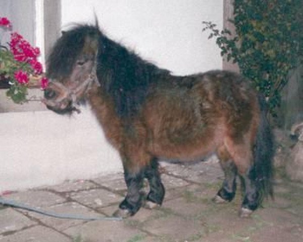 stallion Fidibus von Uda (Shetland pony (under 87 cm), 1995, from Fiffikus von Uda)