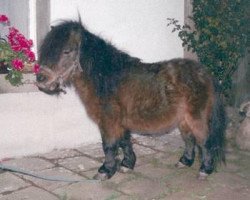 Deckhengst Fidibus von Uda (Shetland Pony (unter 87 cm), 1995, von Fiffikus von Uda)