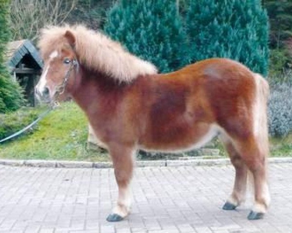dressage horse Morris von Obernissa (Shetland Pony, 2006, from Milano von Obernissa)
