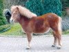 dressage horse Morris von Obernissa (Shetland Pony, 2006, from Milano von Obernissa)