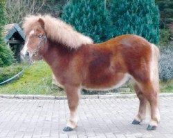 dressage horse Morris von Obernissa (Shetland Pony, 2006, from Milano von Obernissa)