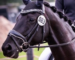 dressage horse Gaia Noire (Westfale, 2014, from Ganymedes M)