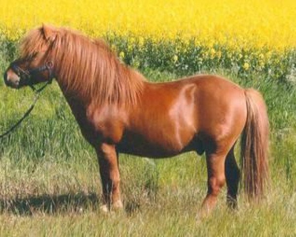 stallion Kosmus (Shetland Pony, 2005, from Kalif)