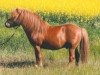 Deckhengst Kosmus (Shetland Pony, 2005, von Kalif)