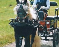 dressage horse Pepper (Haflinger, 2004, from Poseidon)