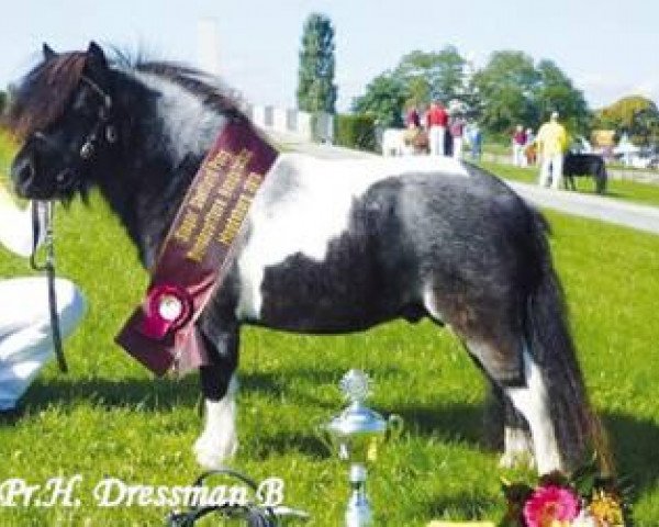 stallion Dressman B (Shetland pony (under 87 cm), 2005, from Briar Desmond)