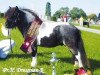 Deckhengst Dressman B (Shetland Pony (unter 87 cm), 2005, von Briar Desmond)