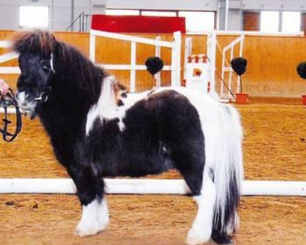 stallion Rosso (Shetland pony (under 87 cm), 2006, from Rialto)